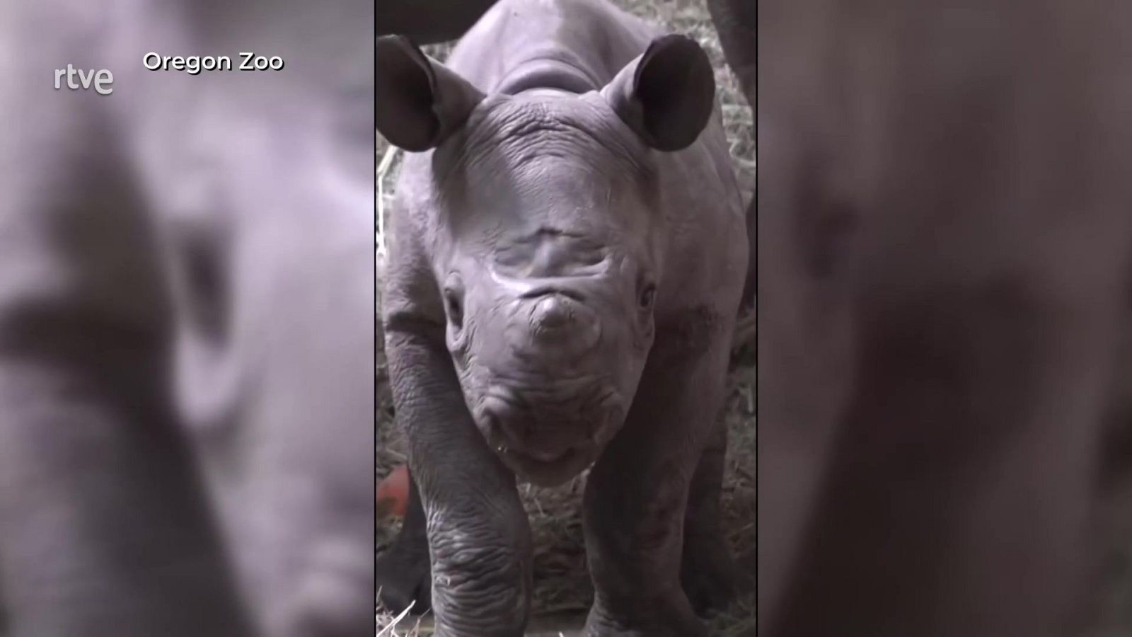 Tamu el Rinoceronte - Aquí la Tierra | Ver