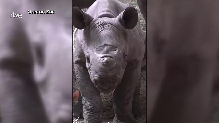 Aquí la Tierra - Tamu el Rinoceronte