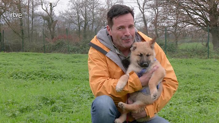 Aquí la Tierra - El mejor regalo: adoptar una mascota