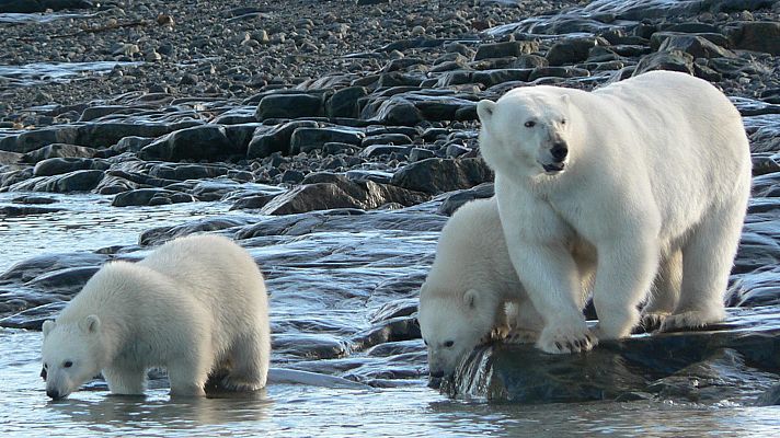 Osa polar con dos crías en entorno rocoso junto al agua. Un osezno está en el agua, el otro con la madre en una roca.  Imagen de documental.