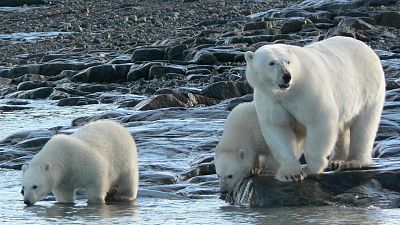 Los osos polares