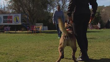 Perros protectores para vctimas de violencia de gnero