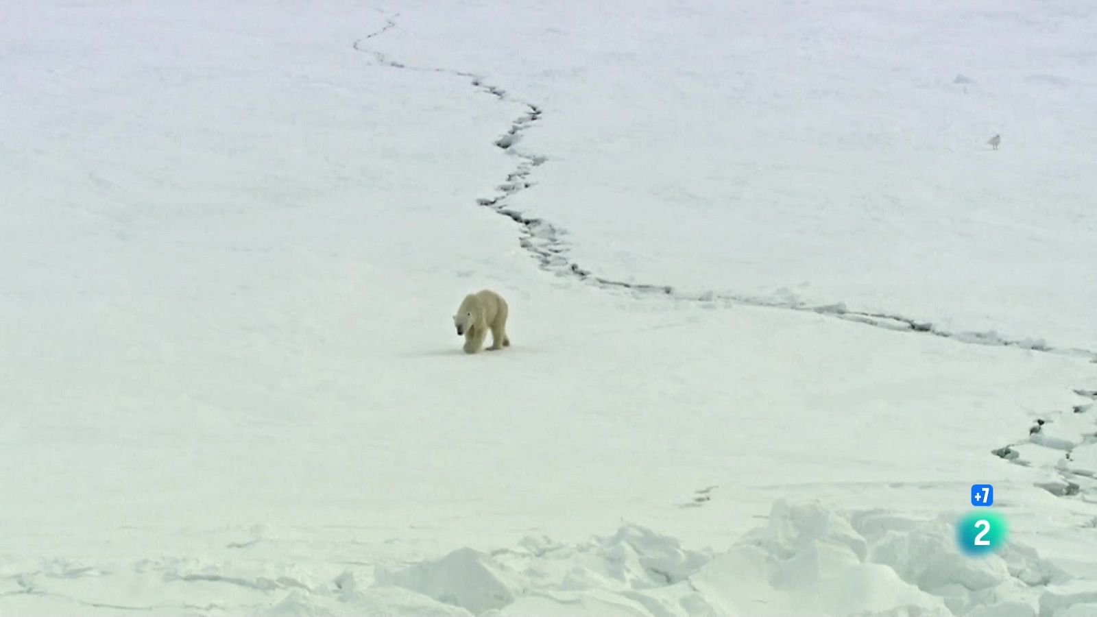 Grans Documentals - Els óssos polars - Veure ara