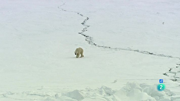 Som Documentals - Els óssos polars