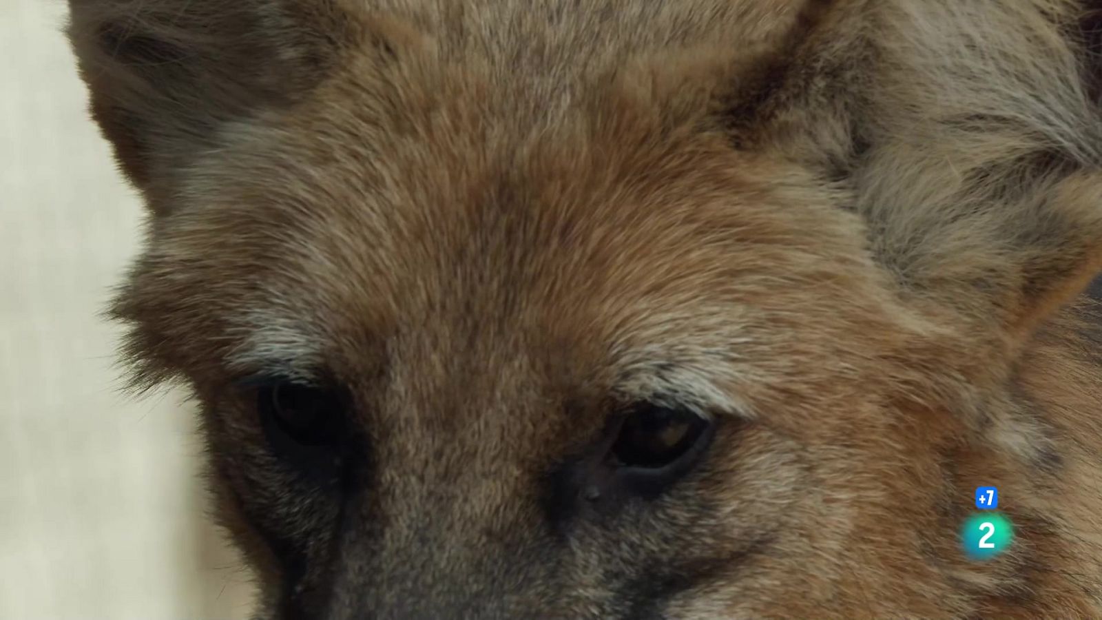 Grans Documentals - Gossos salvatges: coneixent la família - Veure ara