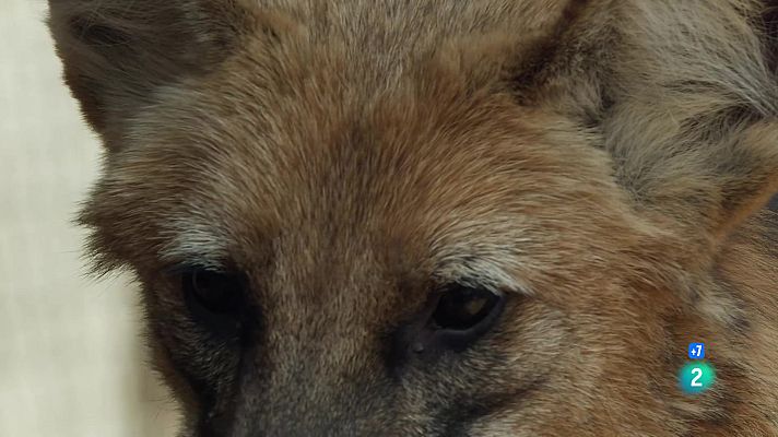 Som Documentals - Gossos salvatges: coneixent la família