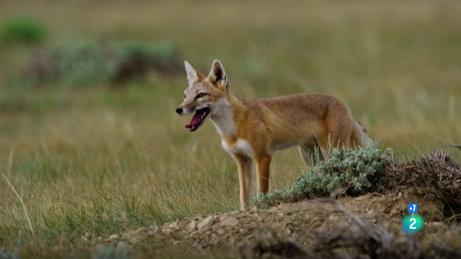 Grans Documentals - Gossos salvatges. La defensa del grup - Veure ara