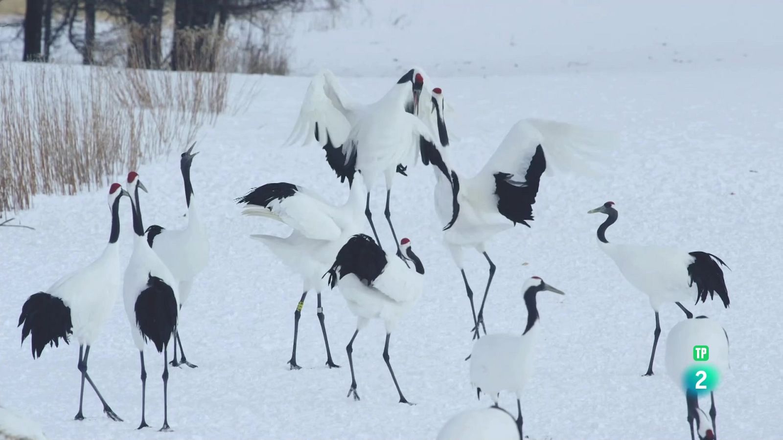 Grans Documentals - Paradís invernal - Veure ara