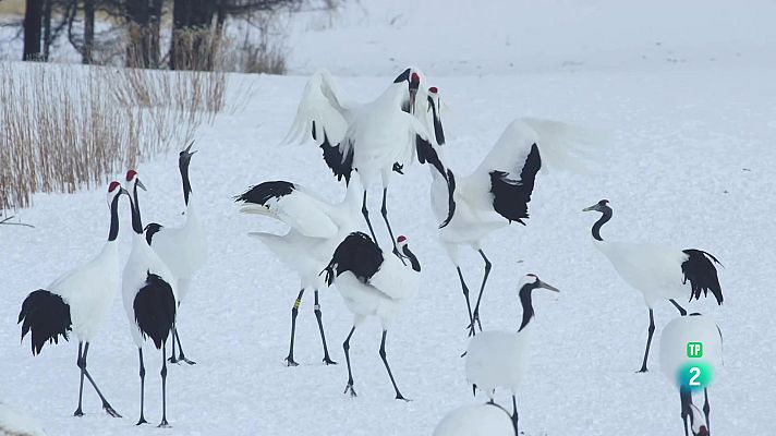 Som Documentals - Paradís invernal