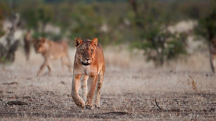 Las caras salvajes - Riada y rivales