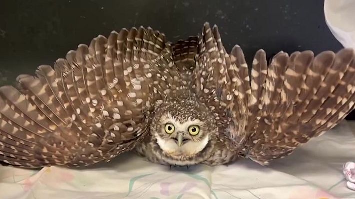 Aquí la Tierra - Búho Llanero