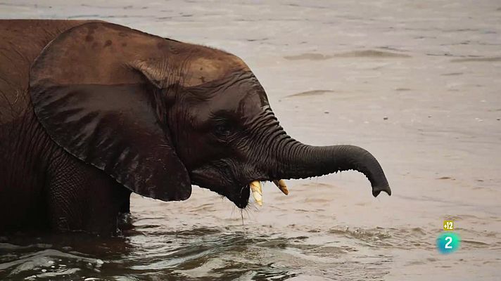 Som Documentals - Les cares salvatges: riuada i rivals