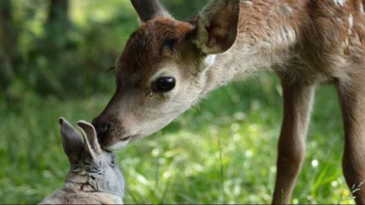 Días de cine - Días de Cine: Bambi, una vida en el bosque