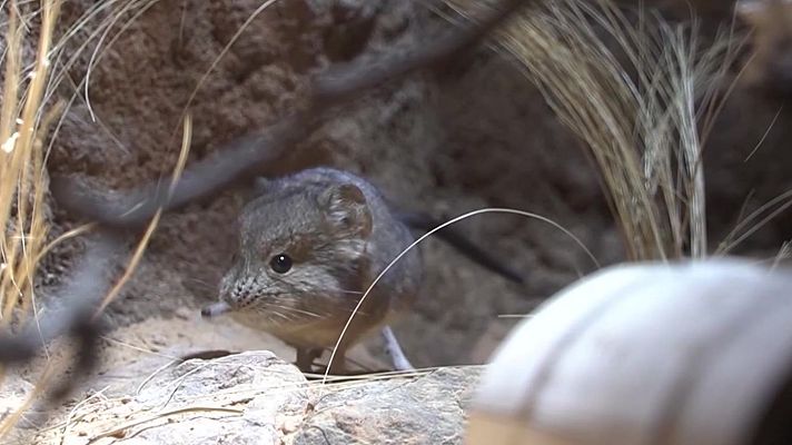 Aquí la Tierra - Musarañas enamoradas