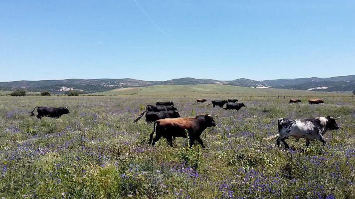 Tendido cero - Tendido Cero - 11/01/25