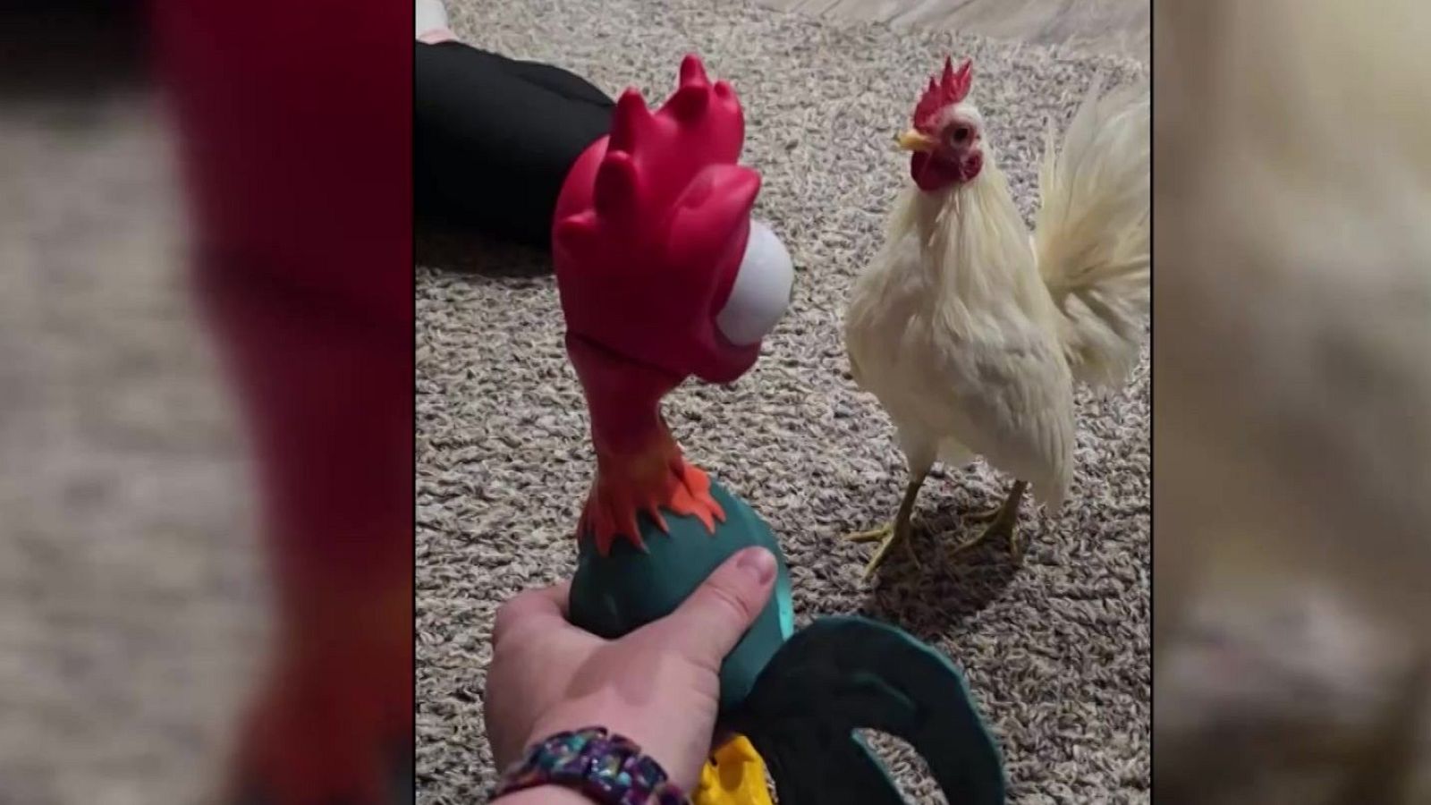 Pelea de gallos | Ver