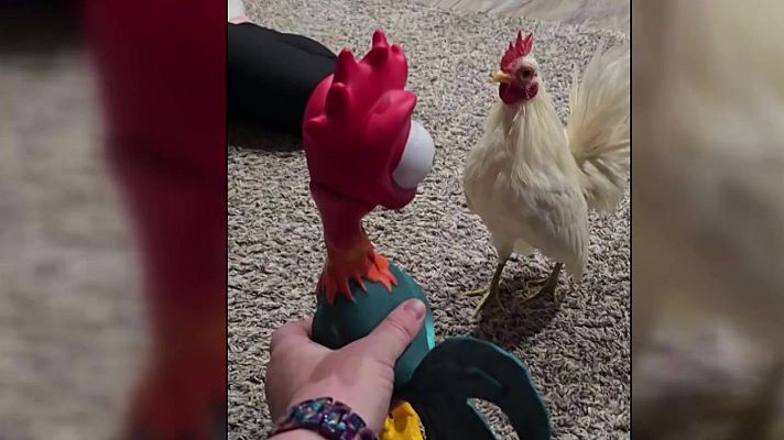 Aquí la Tierra - Pelea de gallos