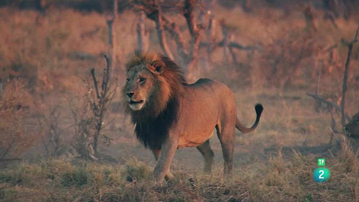 Som Documentals - Germans lleons: de cadells a reis