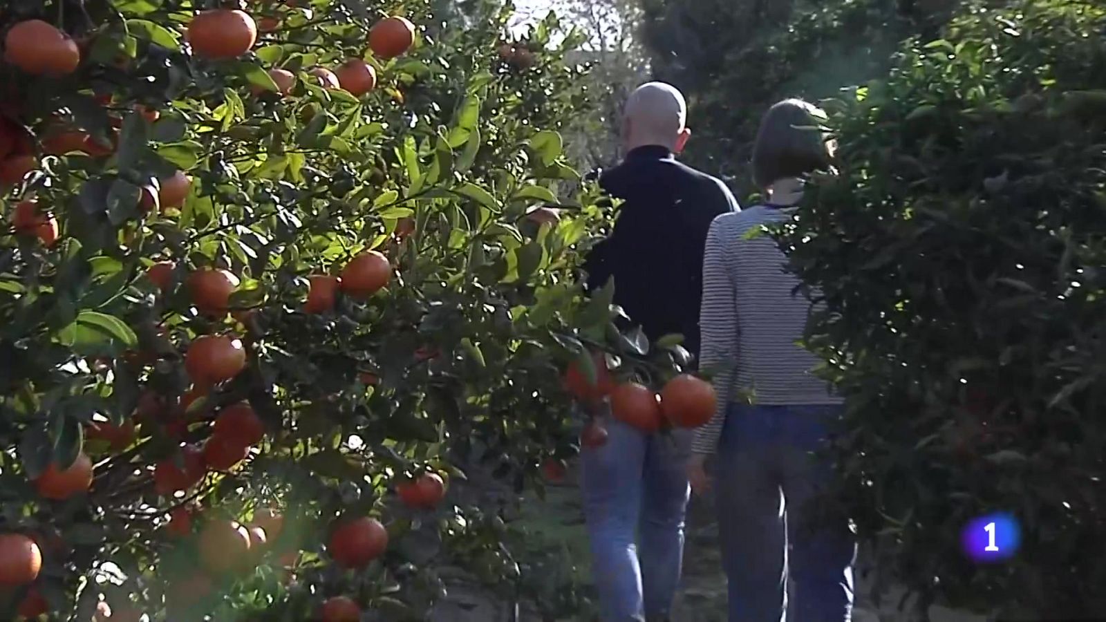 L'Informatiu de la Comunitat Valenciana 2 - 13/01/25 | Ver