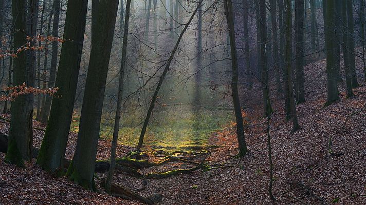 Belleza septentrional - La magia de bosques y páramos