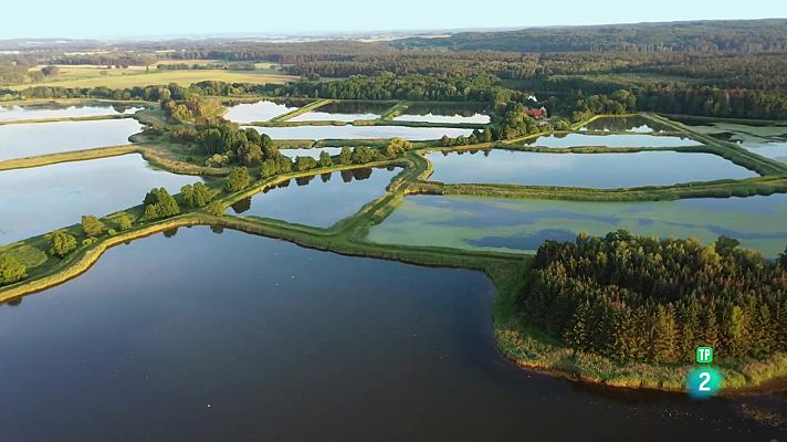 Som Documentals - Bellesa septentrional: la màgia dels boscos i erms