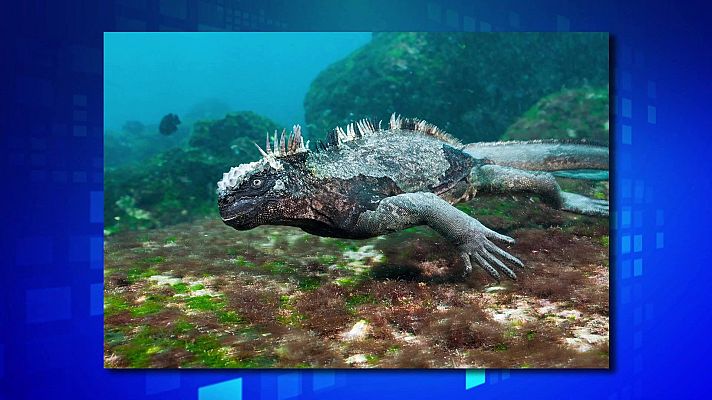 Saber y ganar - Saber y ganar - 14/01/25