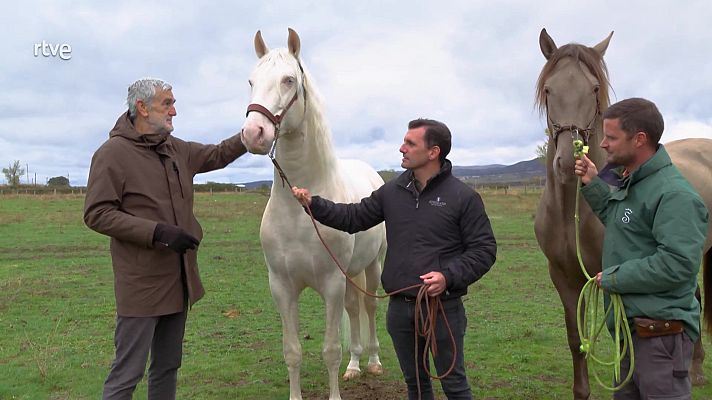Aquí la Tierra - Pura raza española