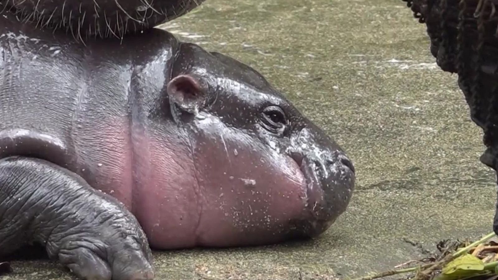 Bebés Estrellas | Ver