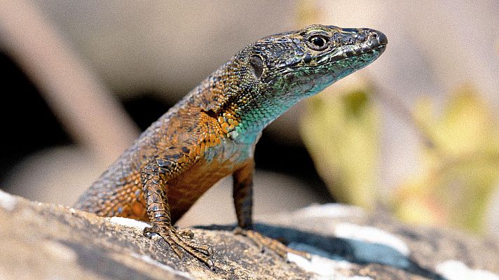 Somos Documentales - Eslovenia salvaje