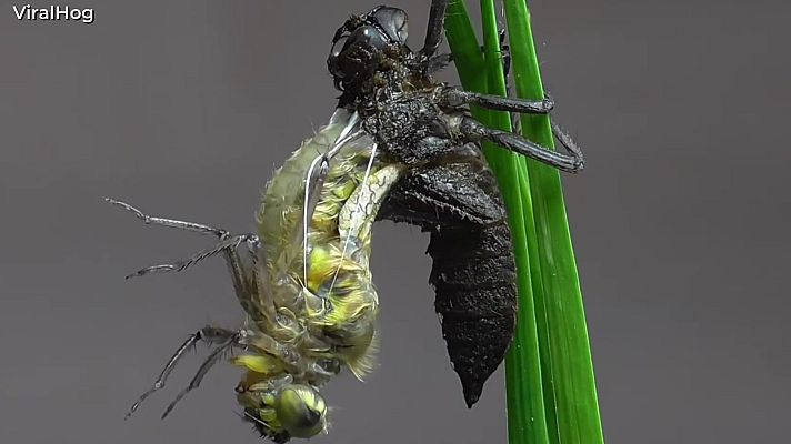 Aquí la Tierra - De larva a libélula en unos segundos
