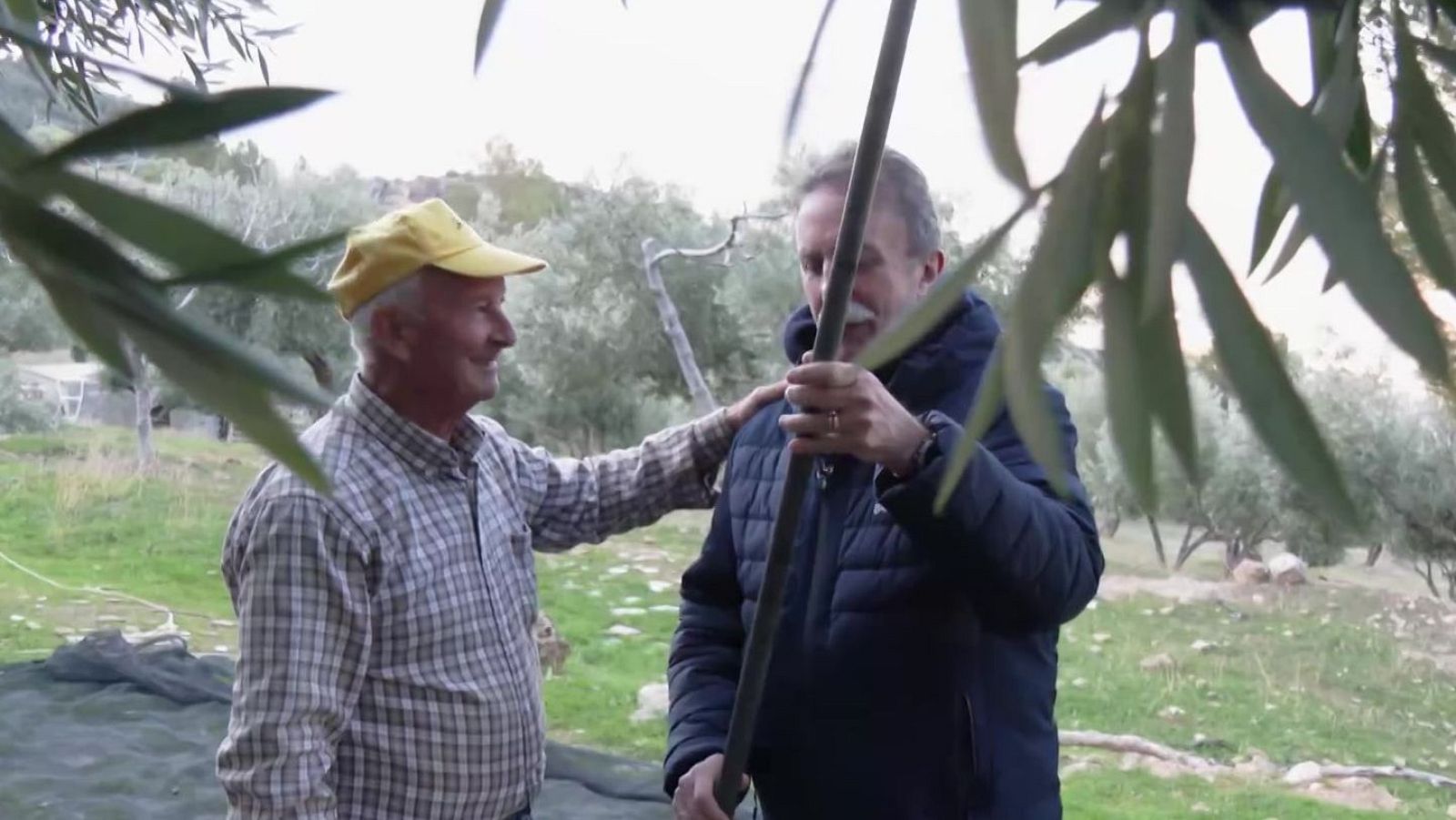 Aprendiz de aceitunero | Ver