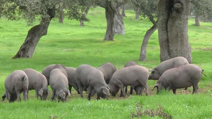 Aquí la Tierra - Las dehesas, el lugar de los cerdos ibéricos