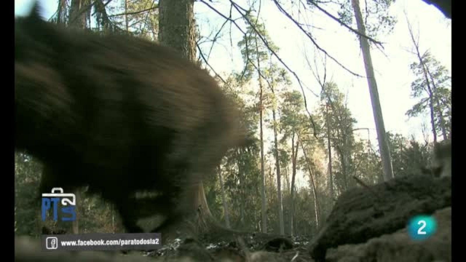 El jabalí - Para todos La 2 | Ver