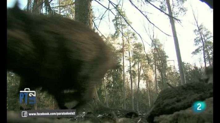 Para todos La 2 - El jabalí. Sección de Evelyn Segura