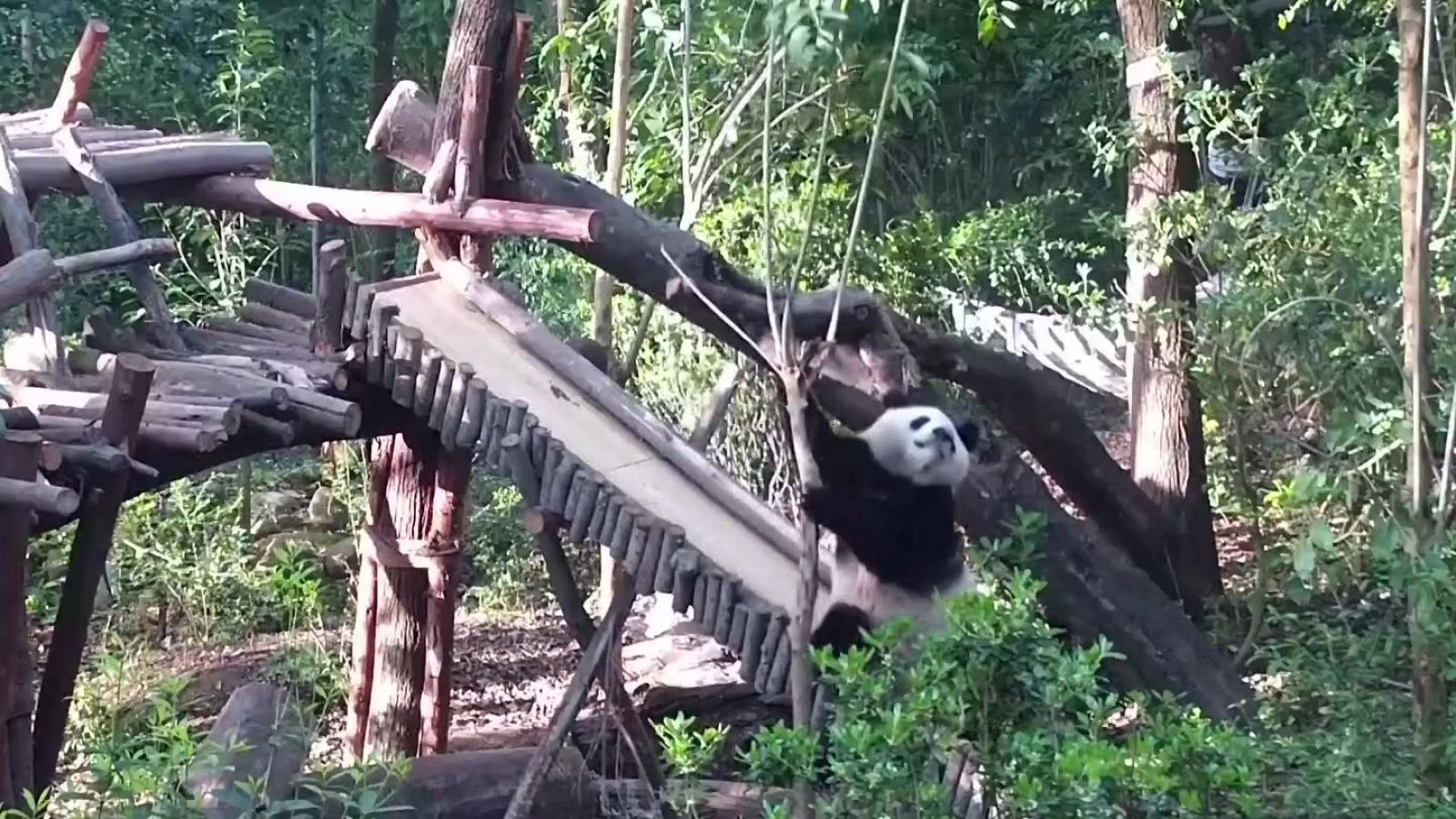 Un tobogán y dos pandas… ¡una aventura! | Ver