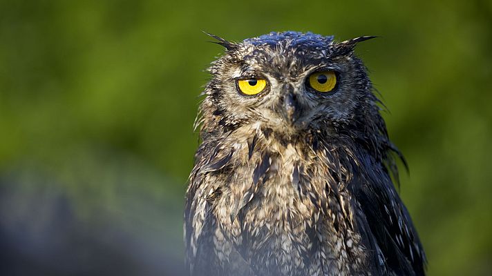 Rapaces. Un puño de dagas - Conoce las rapaces