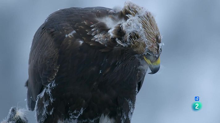 Som Documentals - Aus de presa: Un puny de dagues. Coneguem les aus de presa