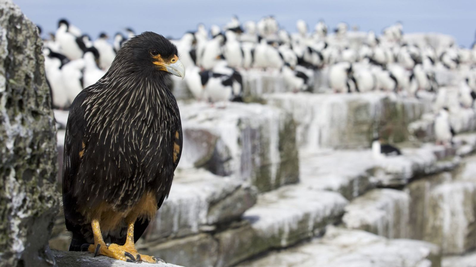 Rapaces. Un puño de dagas - Episodio 2: Vidas extremas - ver ahora