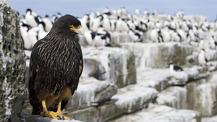 Rapaces. Un puño de dagas - Vidas extremas