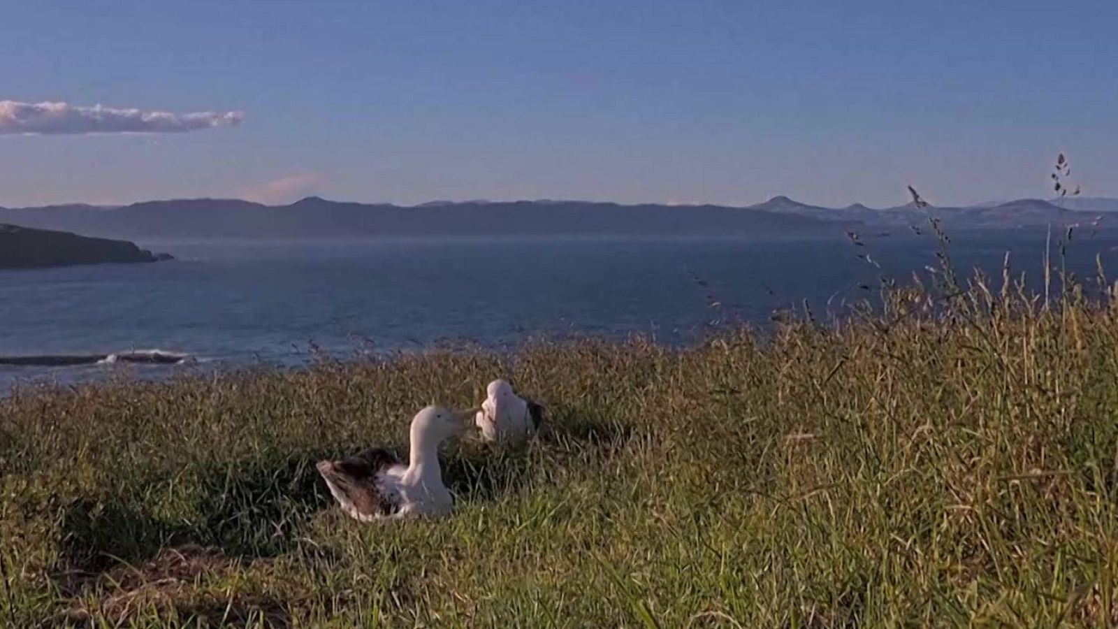 Un reality show de albatros | Ver