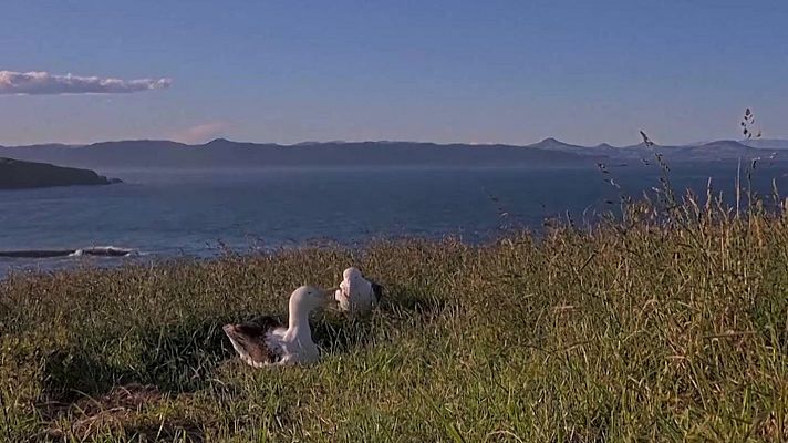 Aquí la Tierra - Un reality show de albatros