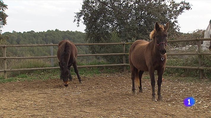 L'Informatiu - Què se n'ha fet dels animals que pujaven al restaurant de la Mola?