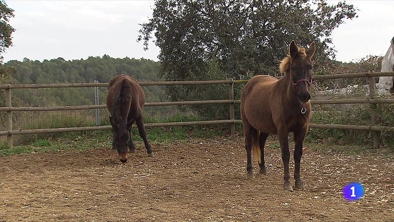 Què se n'ha fet dels animals que pujaven al restaurant de la Mola? - L'Informatiu | Veure