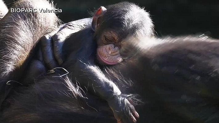 Aquí la Tierra - Cala cumple un año