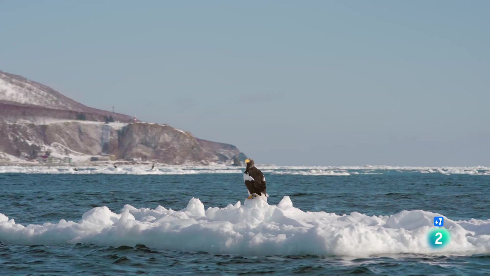 Grans Documentals - Aus de presa: un puny de dagues. Vides extremes - Veure Ara