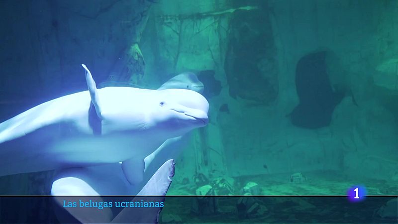 L'Informatiu de la Comunitat Valenciana 1 - 21/01/25 | Ver