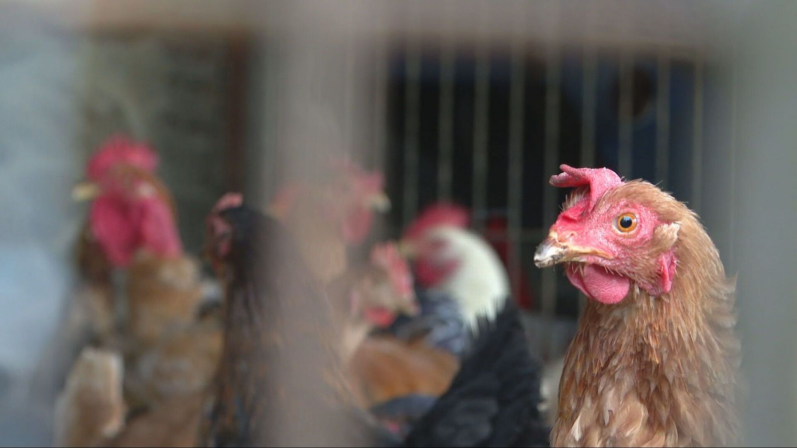Gallinas confinadas en España ante el riesgo de gripe aviar | Ver