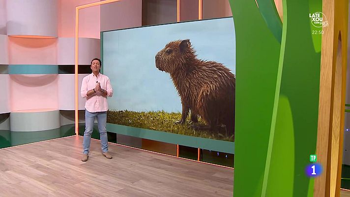 Aquí la Tierra - El capibara Tupi