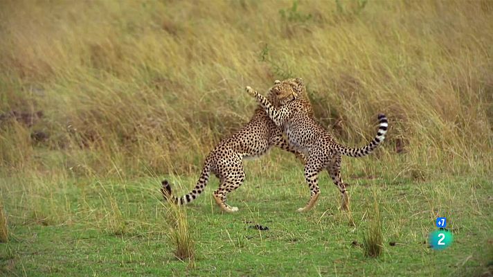 Som Documentals - Bandes salvatges