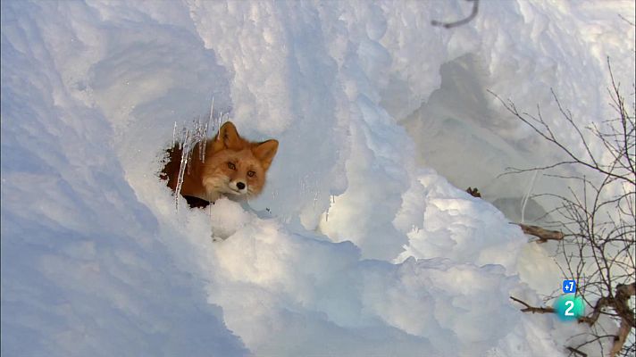 Som Documentals - Actors secundaris